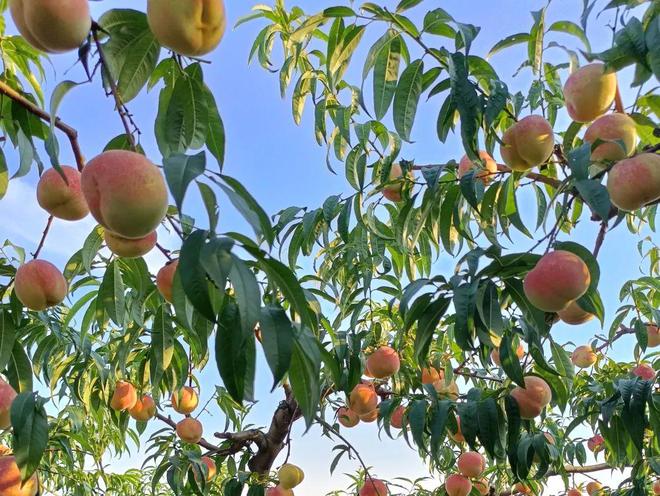 皮具金秋红蜜桃打垮吉尼斯寰宇记实！甜度高达28°！罗致了200多个昼夜的甜三亿体育官网脆软两吃一咬就流“槐花蜜”三亿体育(图1)