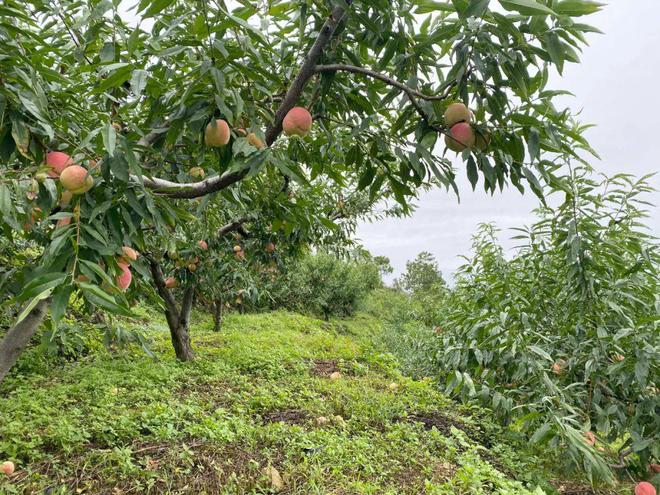 皮具金秋红蜜桃打垮吉尼斯寰宇记实！甜度高达28°！罗致了200多个昼夜的甜三亿体育官网脆软两吃一咬就流“槐花蜜”三亿体育(图4)