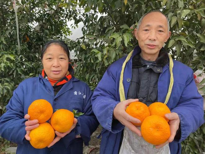 一方水土养三亿体育app一方柑！四川蒲江现摘「春见耙耙柑」279元箱包邮抵家！优柔爆汁无渣清甜！！(图5)